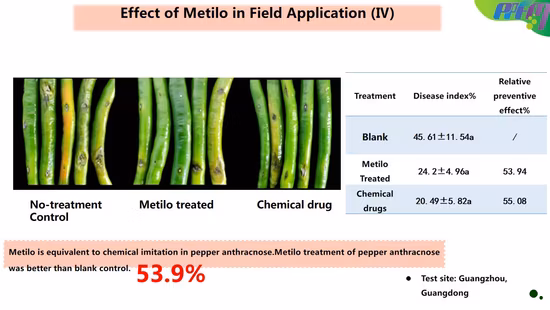 Verduras modificadas para requisitos particulares mezcla verde orgánica de Superfoods del suplemento dietético Super Greens